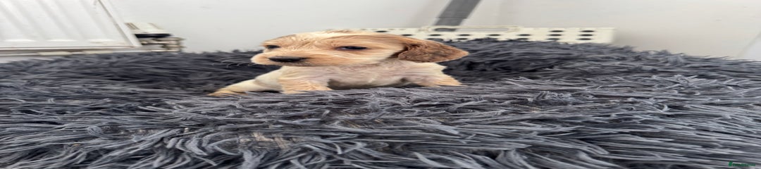 Cocker Spaniel Puppy 6