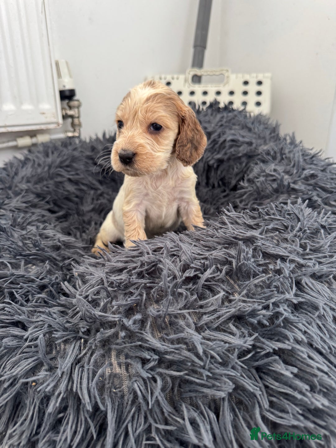 Cocker Spaniel dogs for sale: ⭐ STUNNING SHOW COCKER PUPPIES ⭐  - Image 6