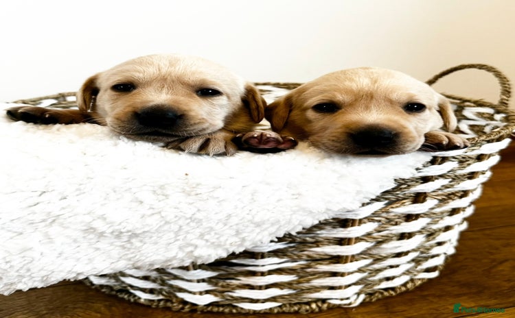 Labrador Retriever dogs - Advert 1