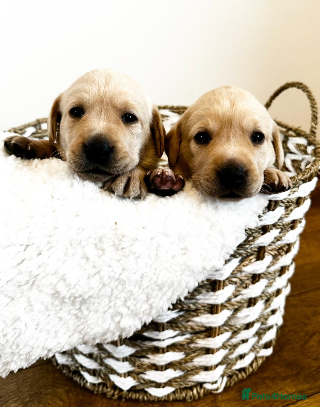 Labrador Retriever dogs for sale: Champion Bloodlines KC Labrador Retriever Puppies - Image 1