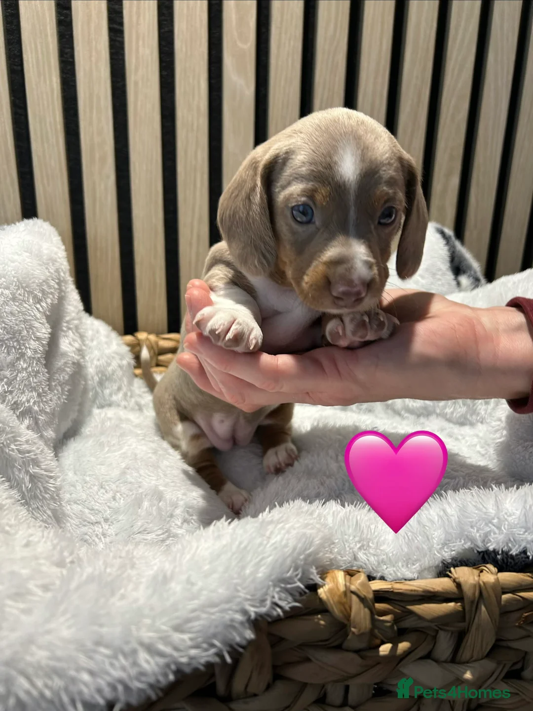 Miniature Dachshund dogs for sale: 4 beautiful miniature dachshund puppies - Advert 10