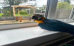 Macaws birds for sale: Baby blue and gold macaw  - Image 3