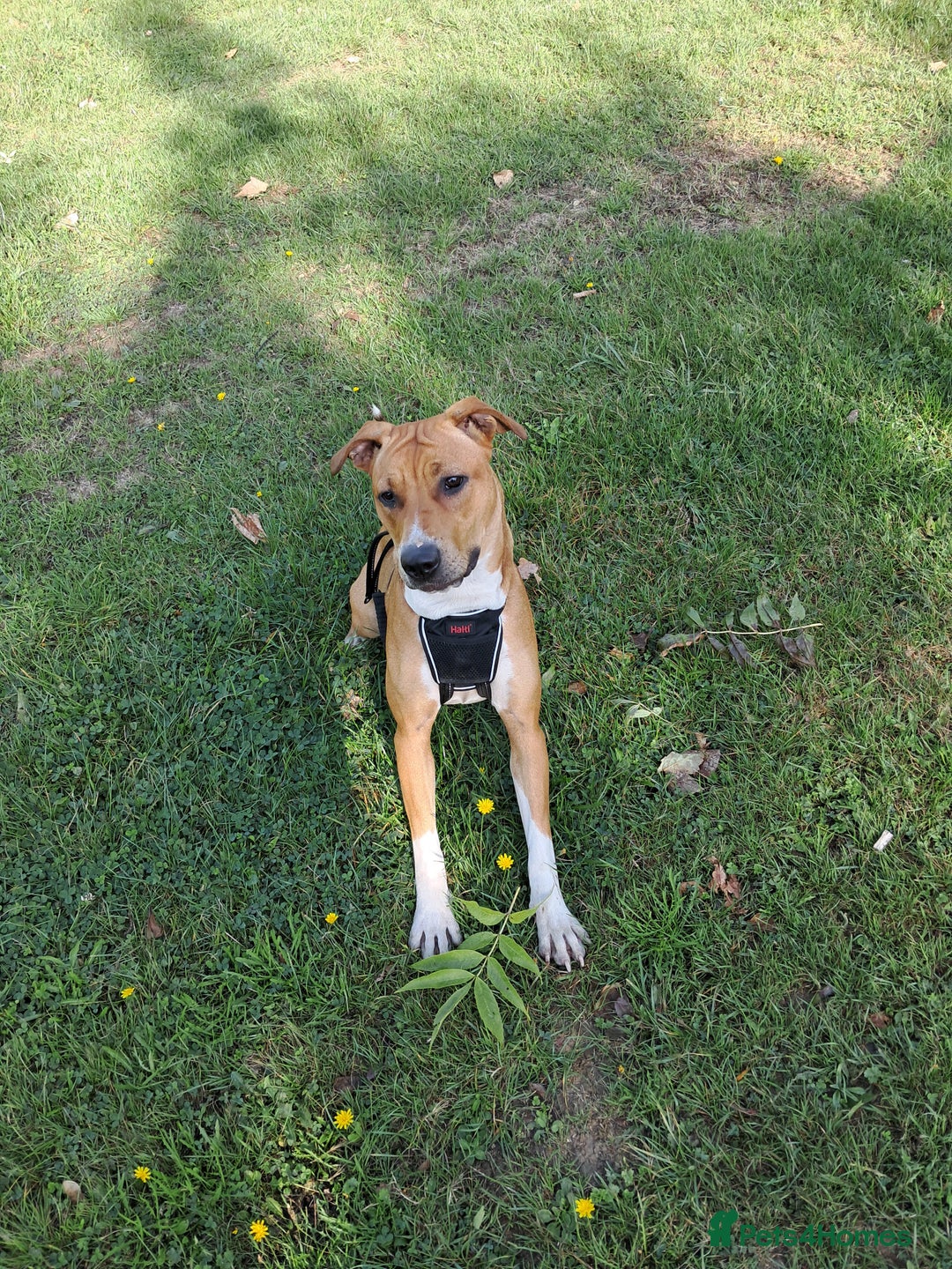 Mixed Breed dogs for sale: Female 14 month old staff cross mastiff - Image 2