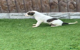 Lurcher dogs for sale: ‼️ collie greyhound puppies ‼️ - Image 3