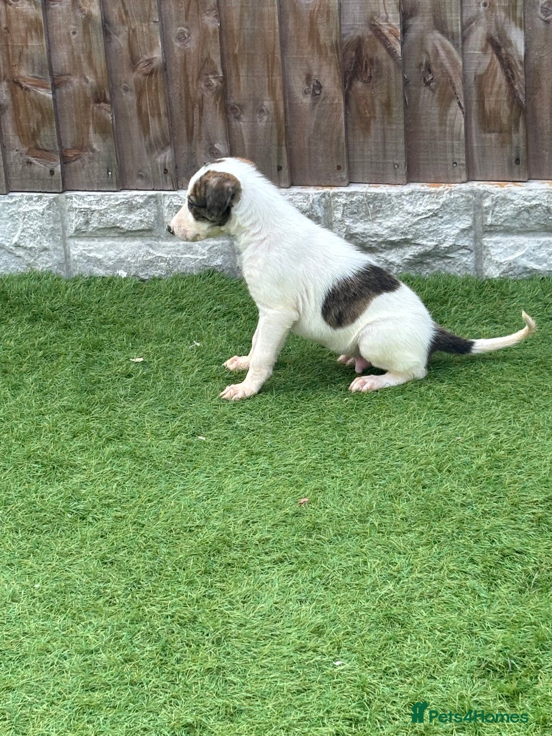 Lurcher dogs for sale: ‼️ collie greyhound puppies ‼️ - Image 3