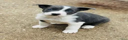 Border Collie dogs for stud: *STUD* Stunning lilac and white border collie  - Advert 11