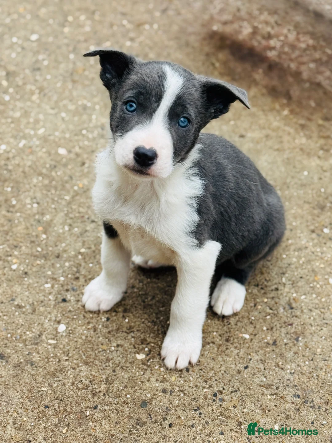 Border Collie dogs for stud: *STUD* Stunning lilac and white border collie  - Advert 11