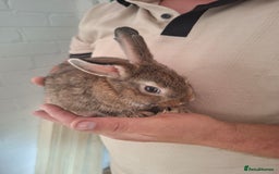 English Spot rabbits for sale: English spot x dwarf  - Image 11