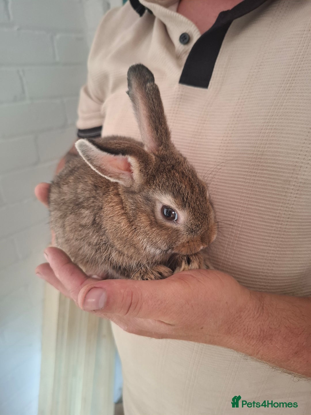 English Spot rabbits for sale: English spot x dwarf  - Image 11
