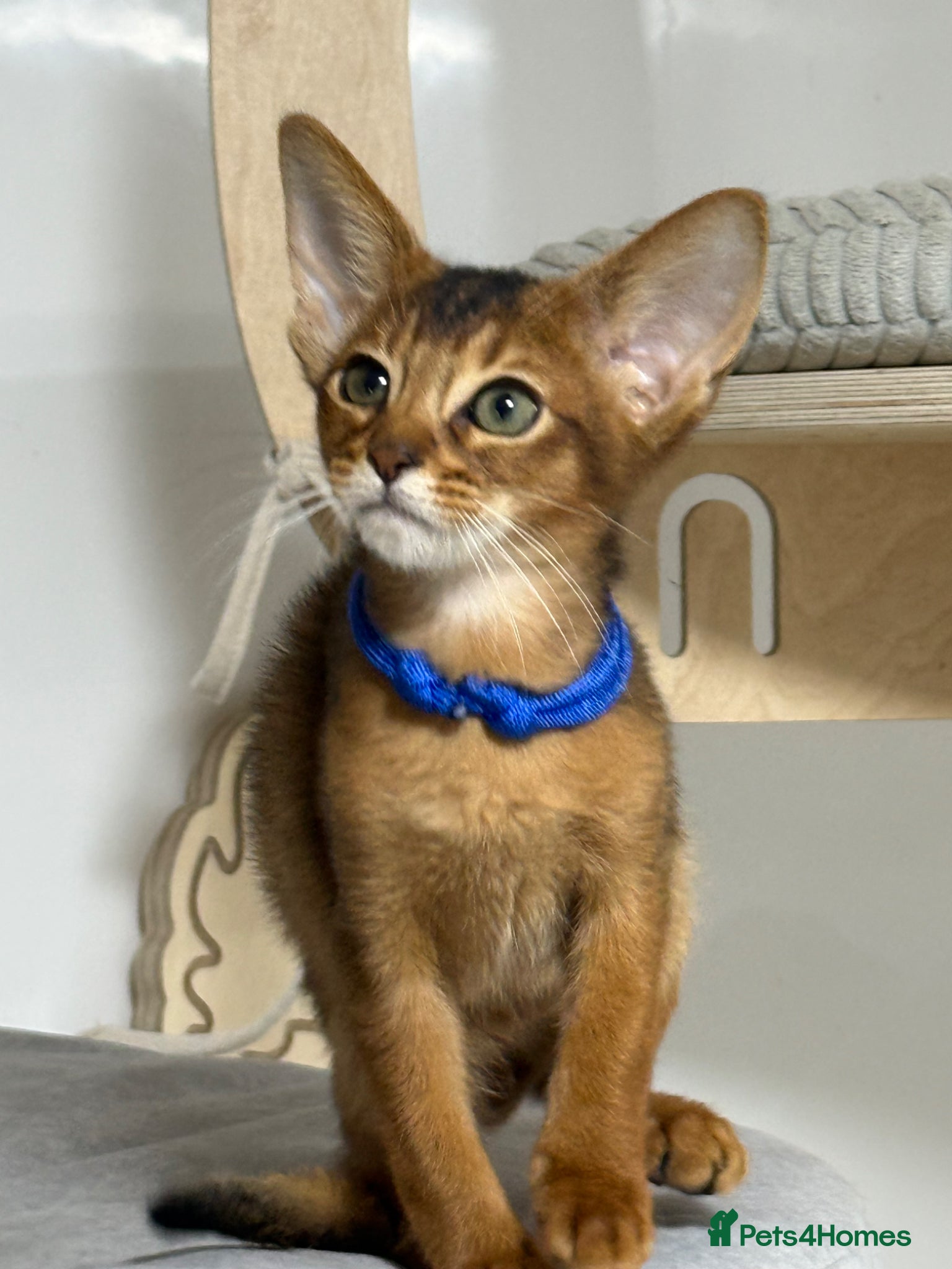 Abyssinian cats     Gorgeous kittens from champion parents 😽 - Advert 2