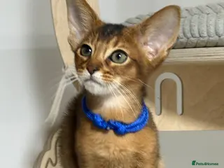 Abyssinian cats Gorgeous kittens from champion parents 😽 - Advert 2
