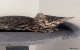 Mixed Breed cats for sale: Two male kittens for sale  - Image 3
