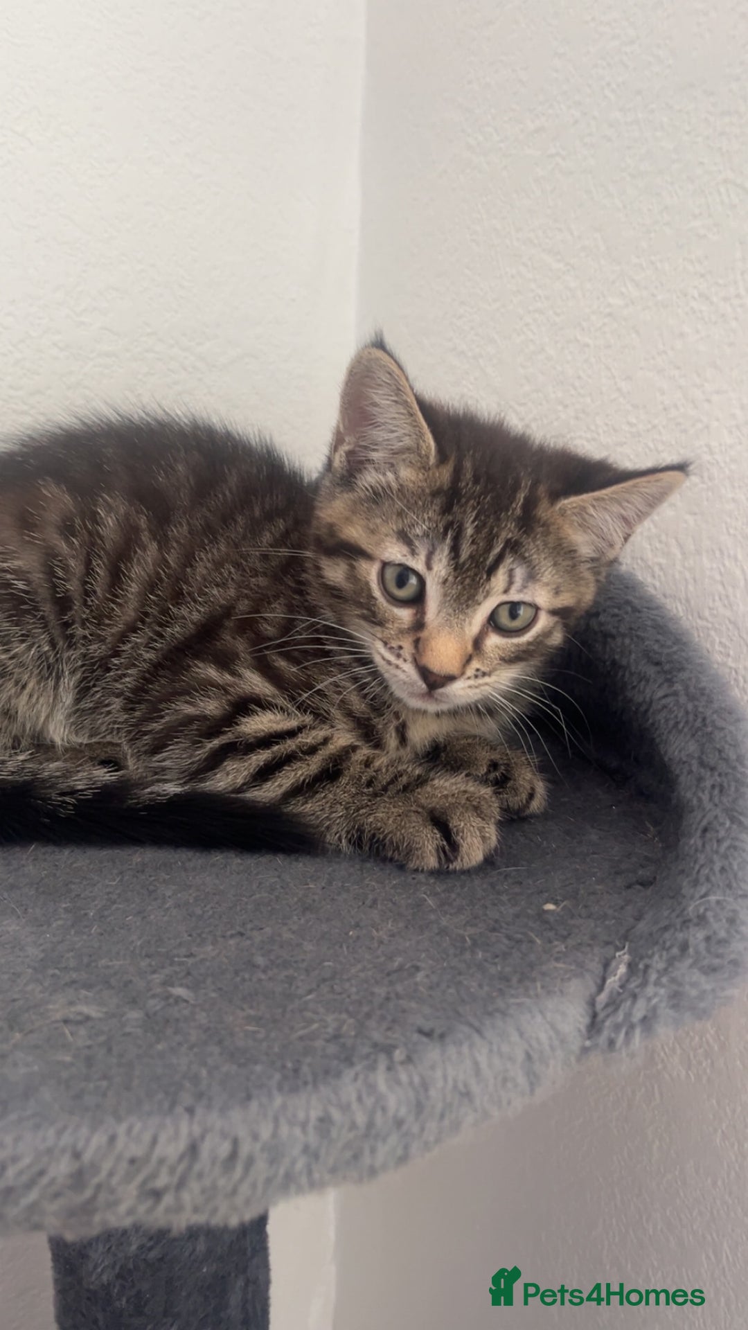 Mixed Breed cats for sale: Two male kittens for sale  - Image 3