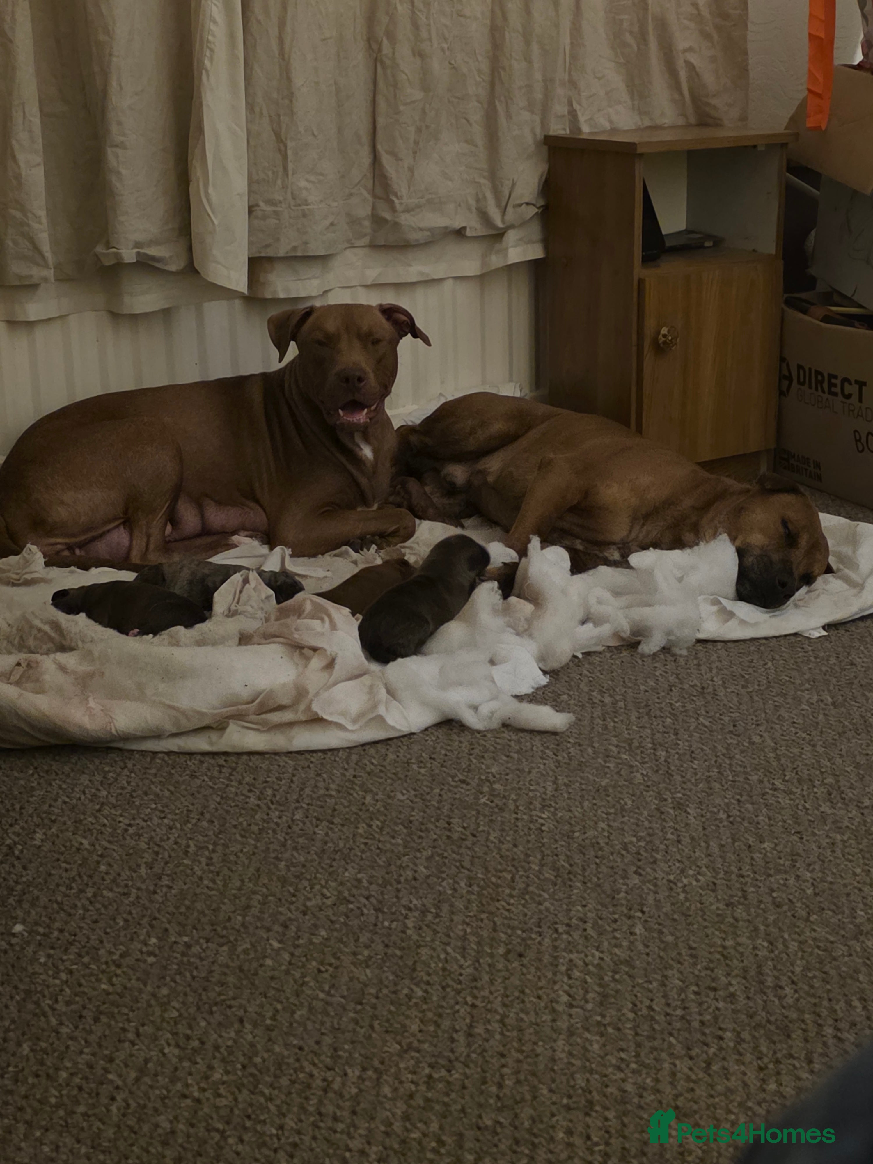 Mixed Breed dogs Beautiful mixed breed puppies for sale - Advert 2