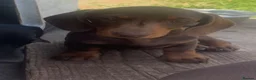 Miniature Dachshund dogs for sale: Mini dachshund puppies  - Advert 2