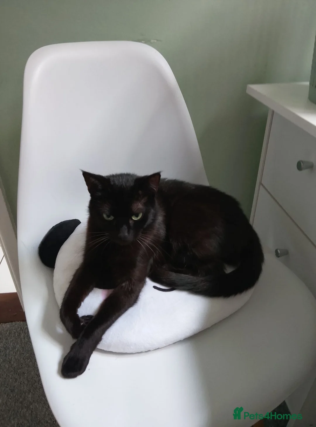 Mixed Breed cats for sale: This cat has a story, needs a loving family  - Advert 2