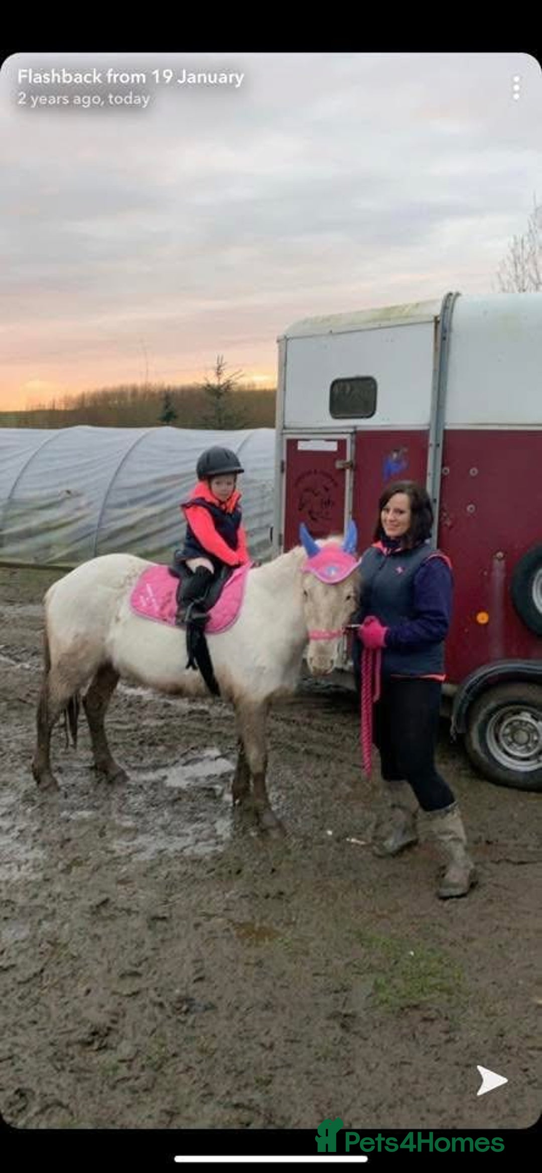 Riding pony horses for sale: For Sale Kids Lead Rein Pony! Safe and Bombproof - Advert 37