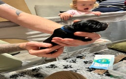 Cane Corso dogs for sale: Litter of 10 cane corso puppies family reared  - Advert 5