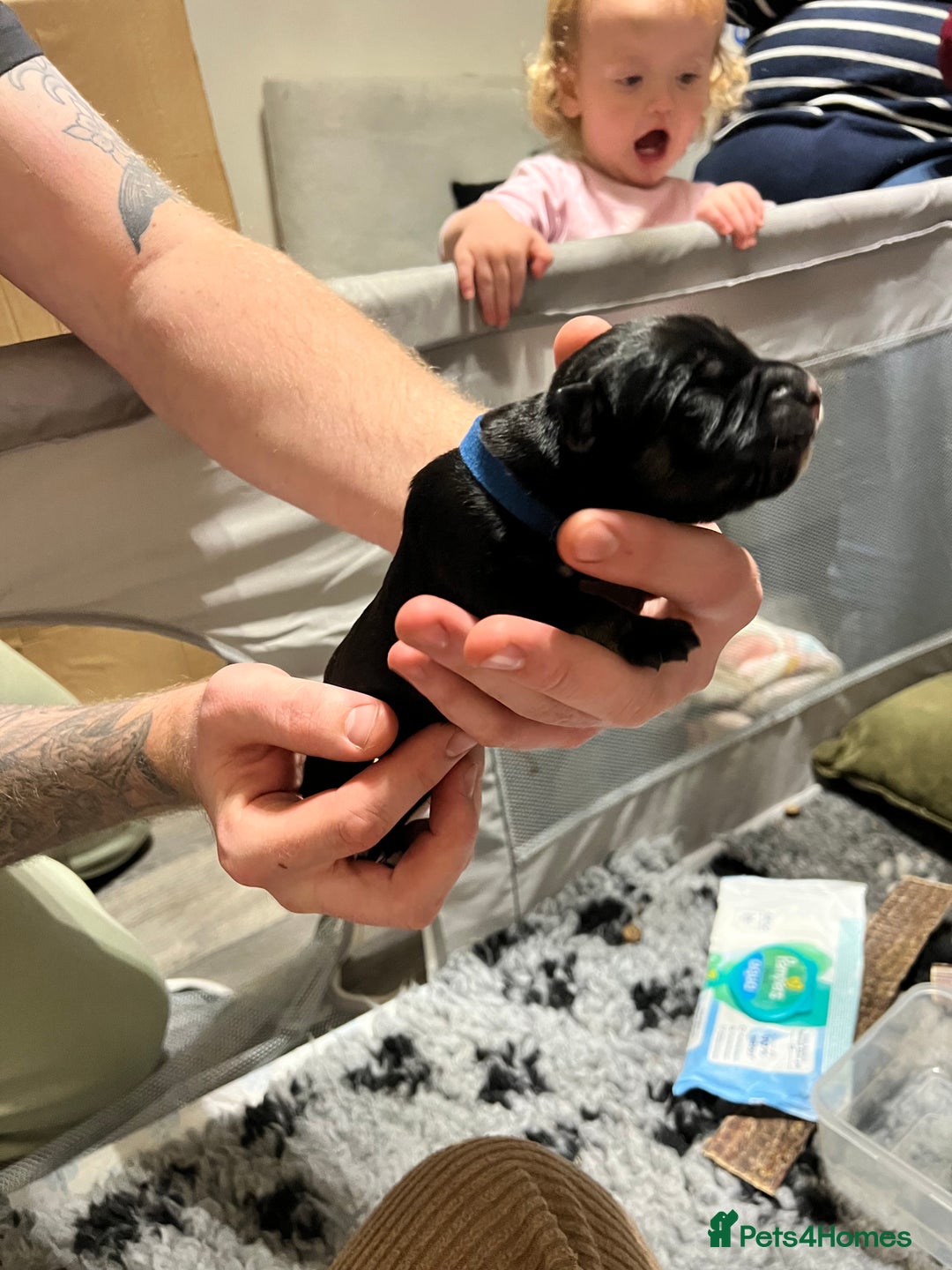 Cane Corso dogs for sale: Litter of 10 cane corso puppies family reared  - Advert 5