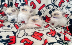 Ragdoll cats for sale: Ragdoll kittens Ready wednesday ❤️ - Image 18