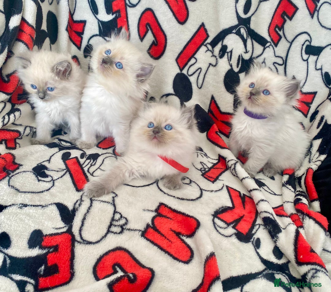 Ragdoll cats for sale: Ragdoll kittens Ready wednesday ❤️ - Image 18