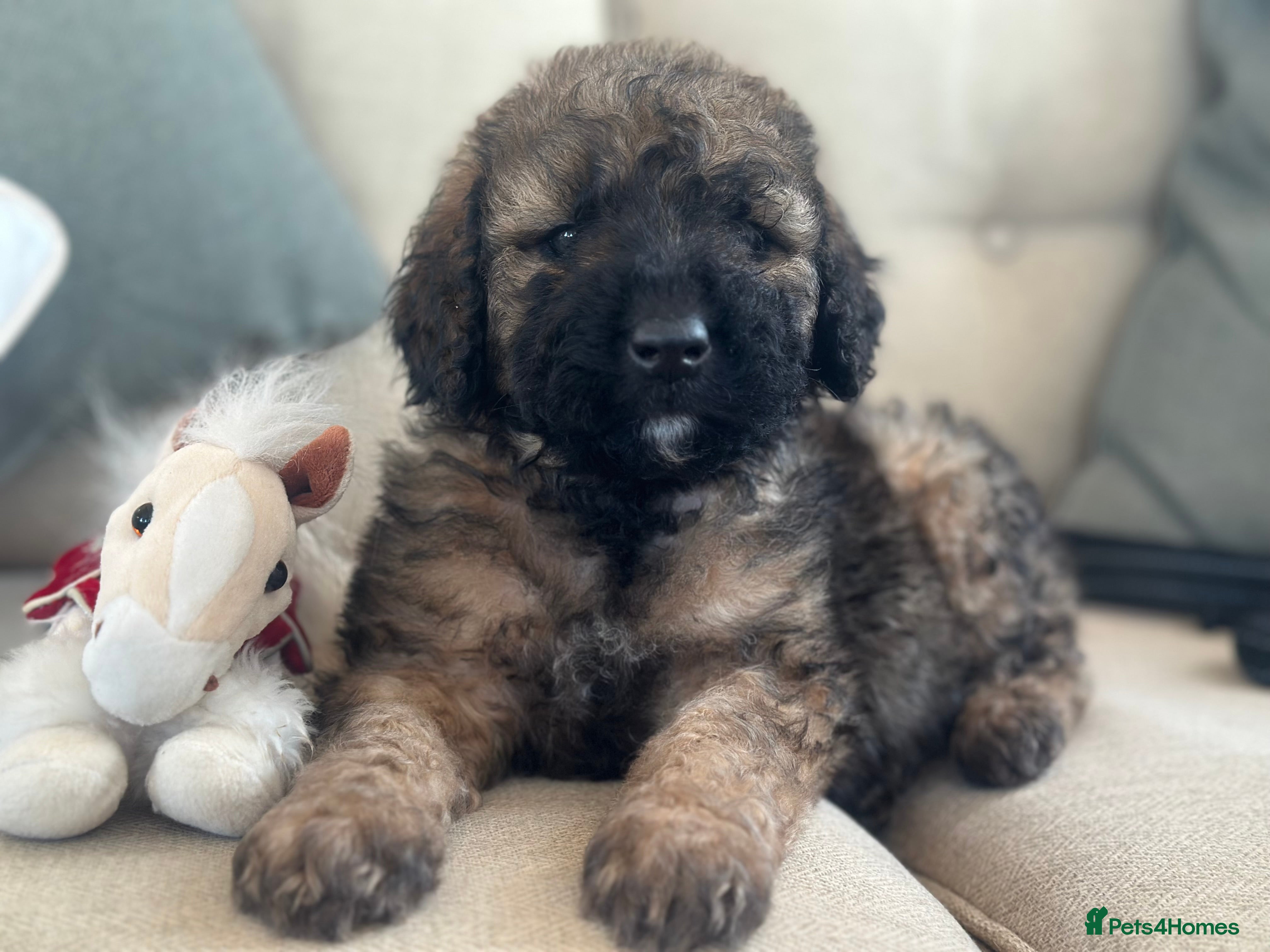 Mixed Breed dogs F1B STANDARD STBERNADOODLE FULL HEALTH CHECKED - Advert 6