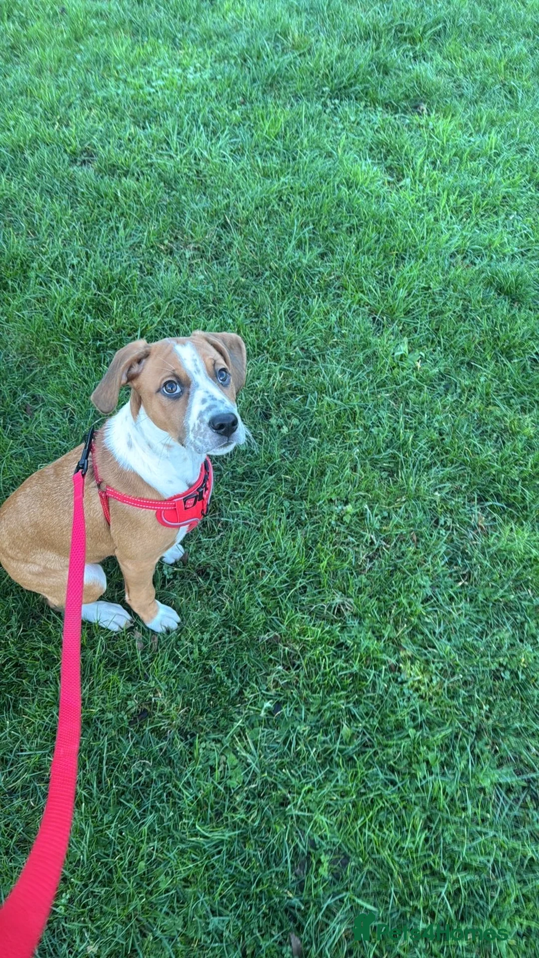 Mixed Breed dogs for sale: St Bernard x Dalmatian bitch  in Sheffield - Advert 1