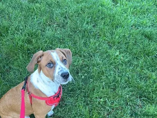 Mixed Breed dogs St Bernard x Dalmatian bitch in Sheffield - Advert 1