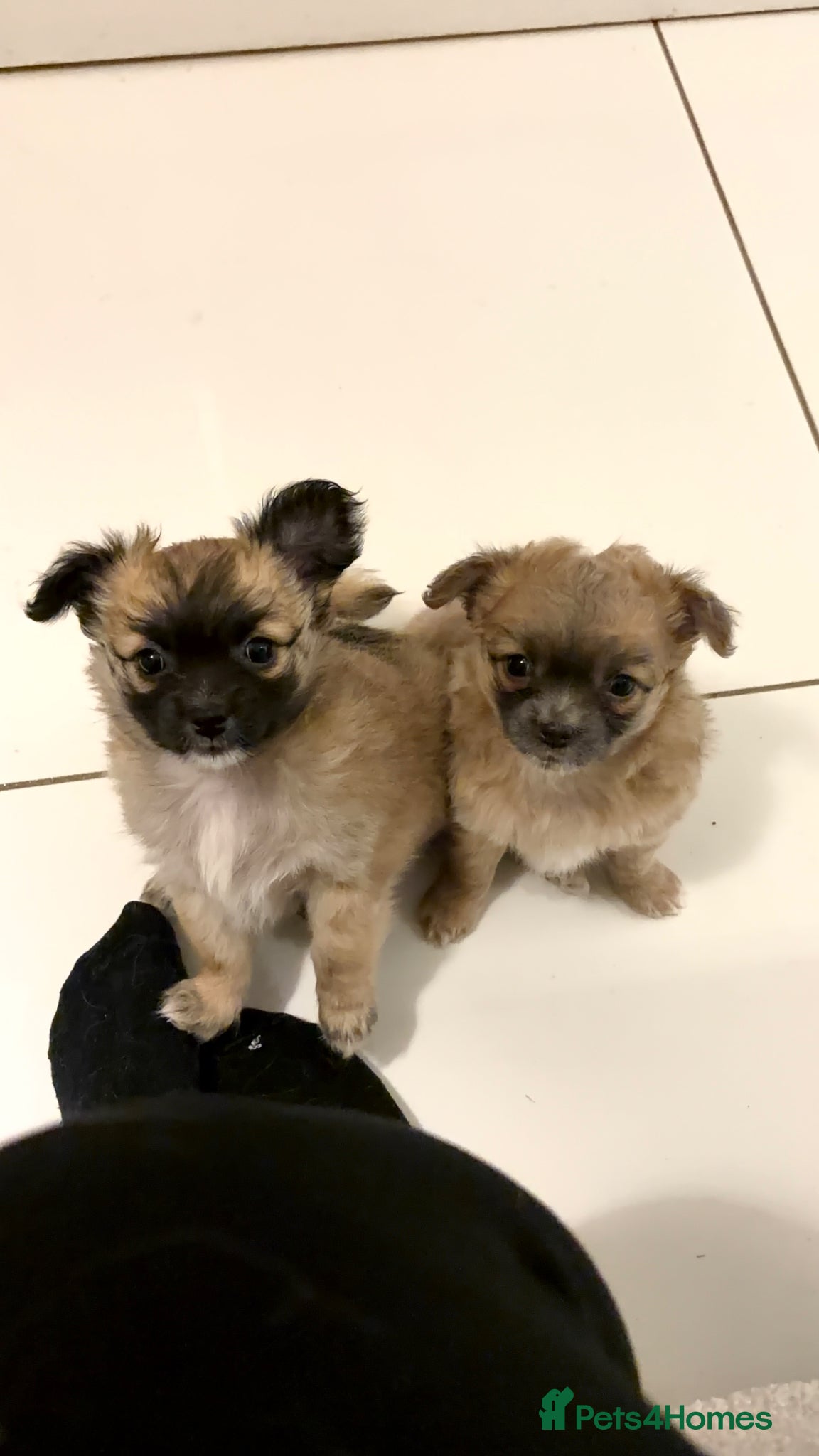 Chihuahua dogs *Ready to leave* Long hair chihuahua puppies - Advert 15