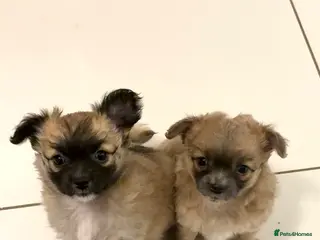 Chihuahua dogs *Ready to leave* Long hair chihuahua puppies - Advert 15