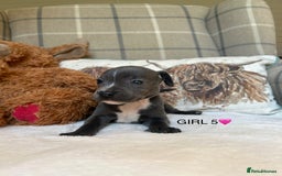 Staffordshire Bull Terrier dogs for sale: STAFFORDSHIRE BULL TERRIERS💚 - Image 17
