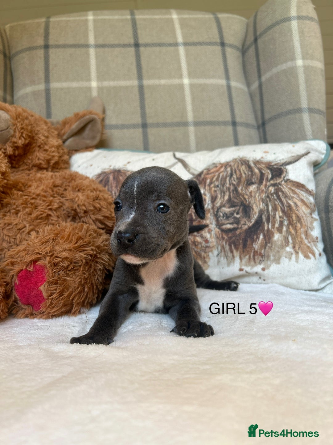 Staffordshire Bull Terrier dogs for sale: STAFFORDSHIRE BULL TERRIERS💚 - Image 17