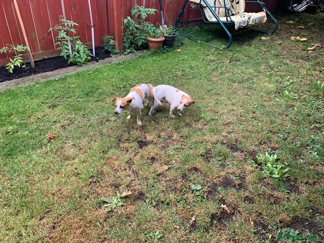 Jack Russell dogs for stud: Handsome Tan miniature Jack Russell for stud in Hemel Hempstead - Advert 12