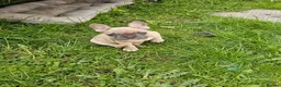 French Bulldog dogs for sale: French bulldog female  - Advert 8