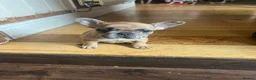 French Bulldog dogs for sale: French bulldog puppies looking for good new home  in Lancaster - Advert 29