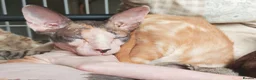 Mixed Breed cats for sale: Best Friends in Training! Bengal x sphynx  - Advert 6