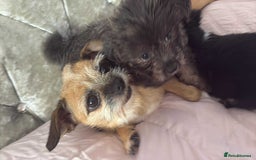 Mixed Breed dogs for sale: Mixed breed puppies for sale - Image 2