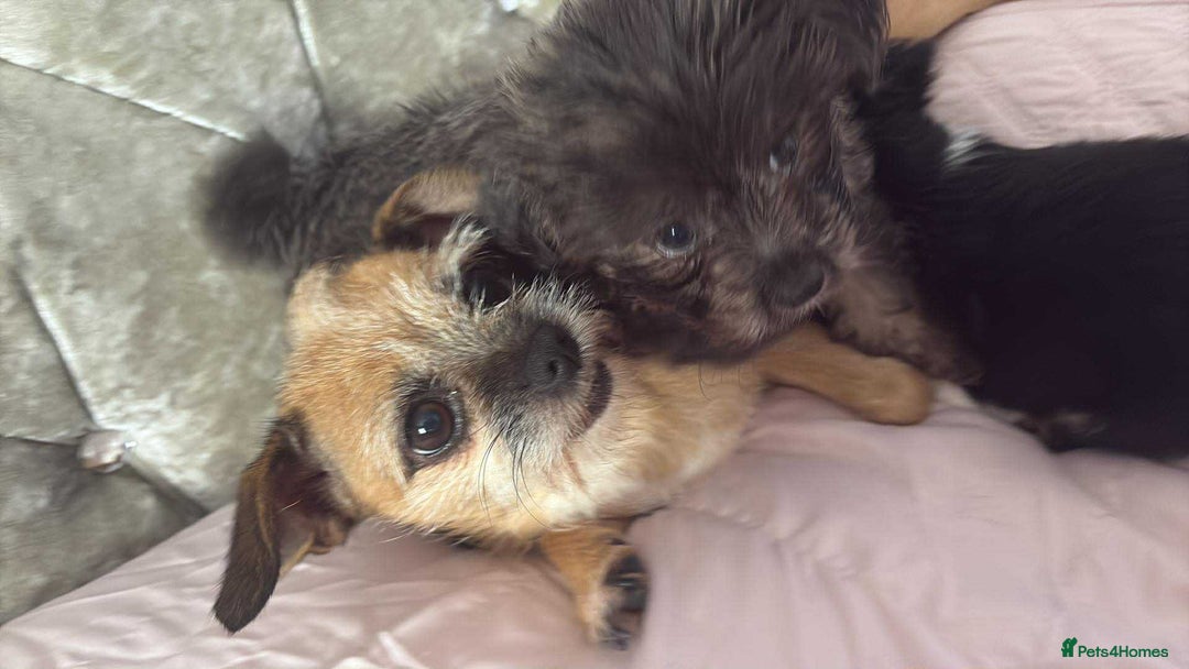 Mixed Breed dogs for sale: Mixed breed puppies for sale - Image 2