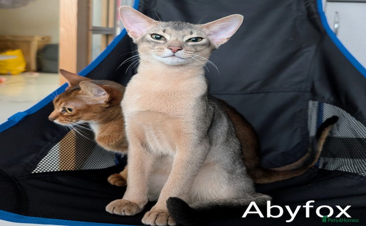 Abyssinian cats in Ruislip - Advert 2