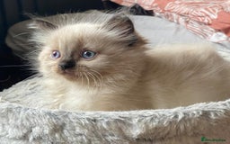 Ragdoll cats for sale: Beautiful chunky kittens ready to leave soon - Image 9