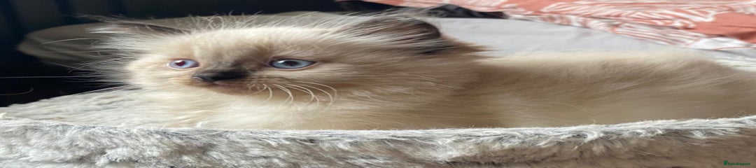 Ragdoll Kitten 2