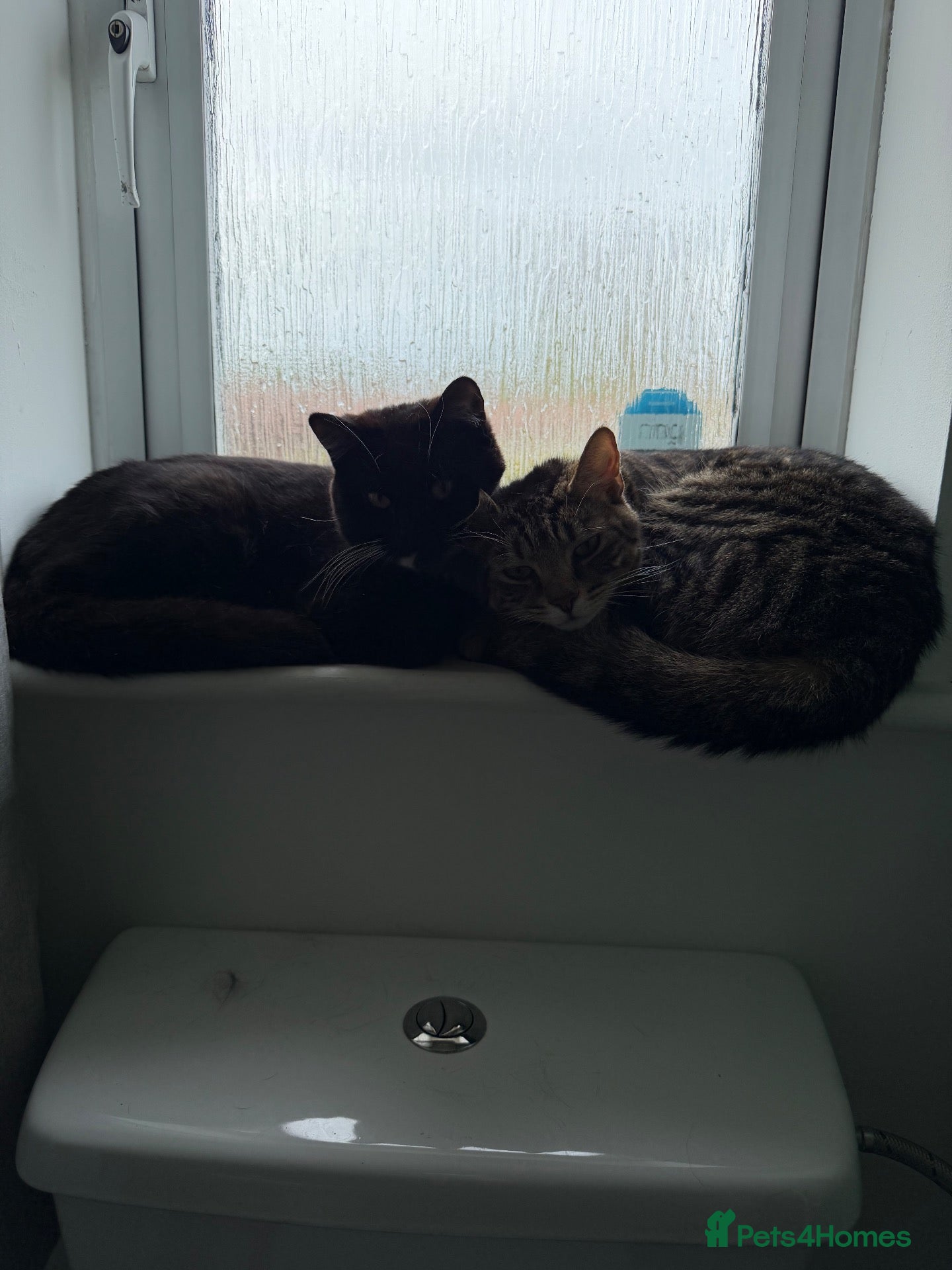 Mixed Breed cats FREE!!!!!! Bengal cross male , bsh cross female  - Advert 10