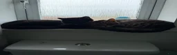 Mixed Breed cats for sale: FREE!!!!!! Bengal cross male , bsh cross female  in Baldock - Advert 1