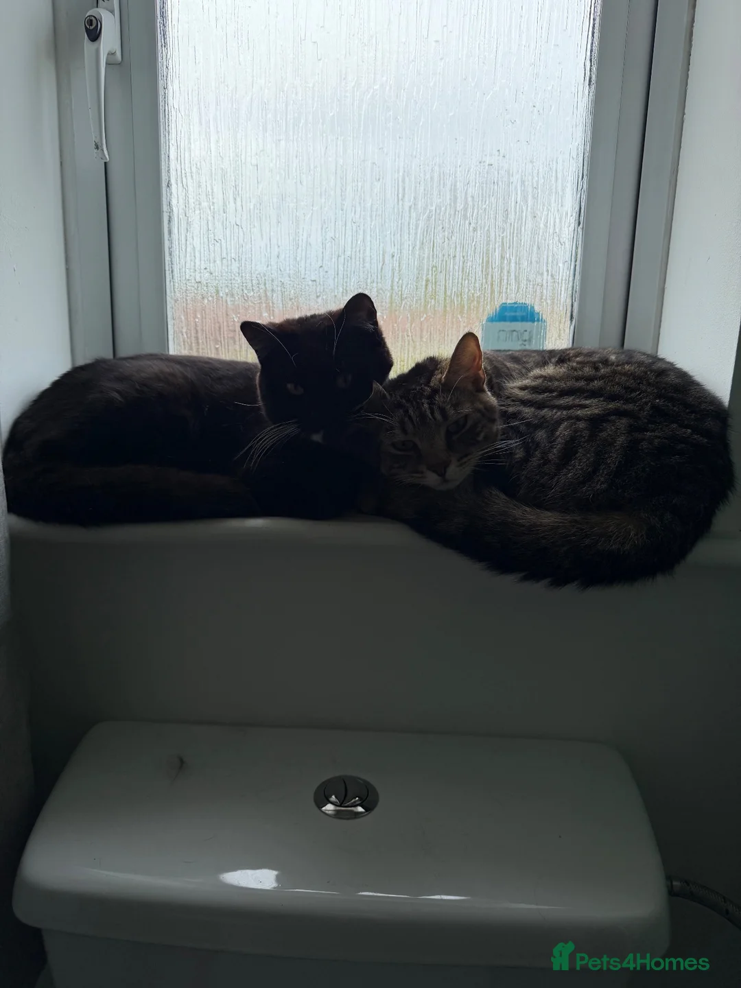 Mixed Breed cats for sale: FREE!!!!!! Bengal cross male , bsh cross female  in Baldock - Advert 1