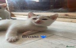 Mixed Breed cats for sale: Lots of cats/kittens up for adoption  - Image 6