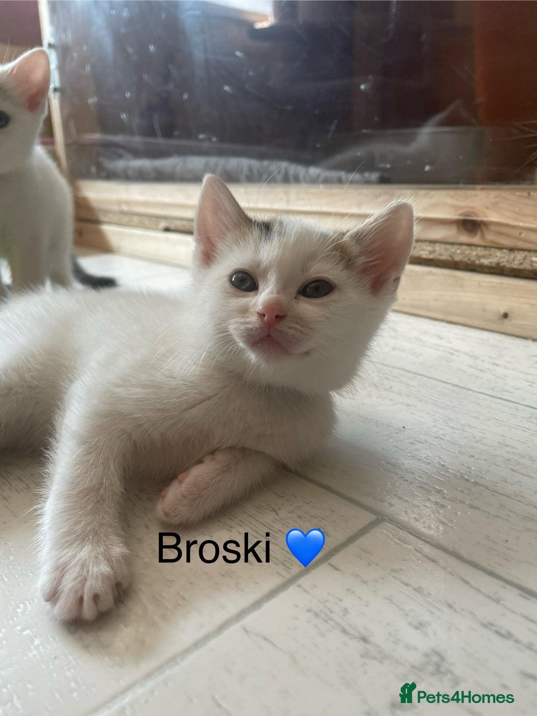 Mixed Breed cats for sale: Lots of cats/kittens up for adoption  - Image 6