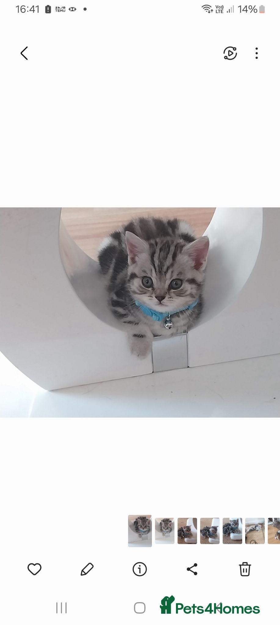 British Shorthair cats Beautiful BSH GCCF SILVER AND BLACK  - Advert 2