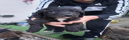 Mixed Breed dogs for sale: Patterpoos - Advert 23