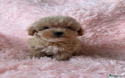 Maltipoo dogs for sale: Tiny Asian Maltipoo READY NOW !  - Image 11