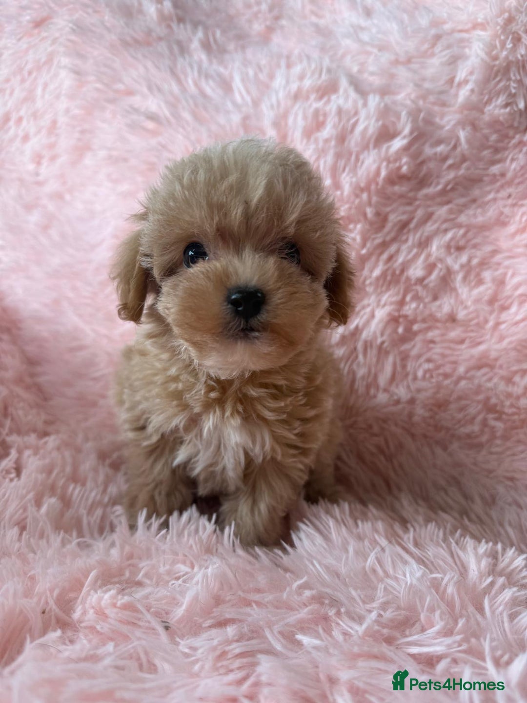 Maltipoo dogs for sale: Tiny Asian Maltipoo READY NOW !  - Image 11